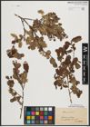 Foto von Salix aurita L.